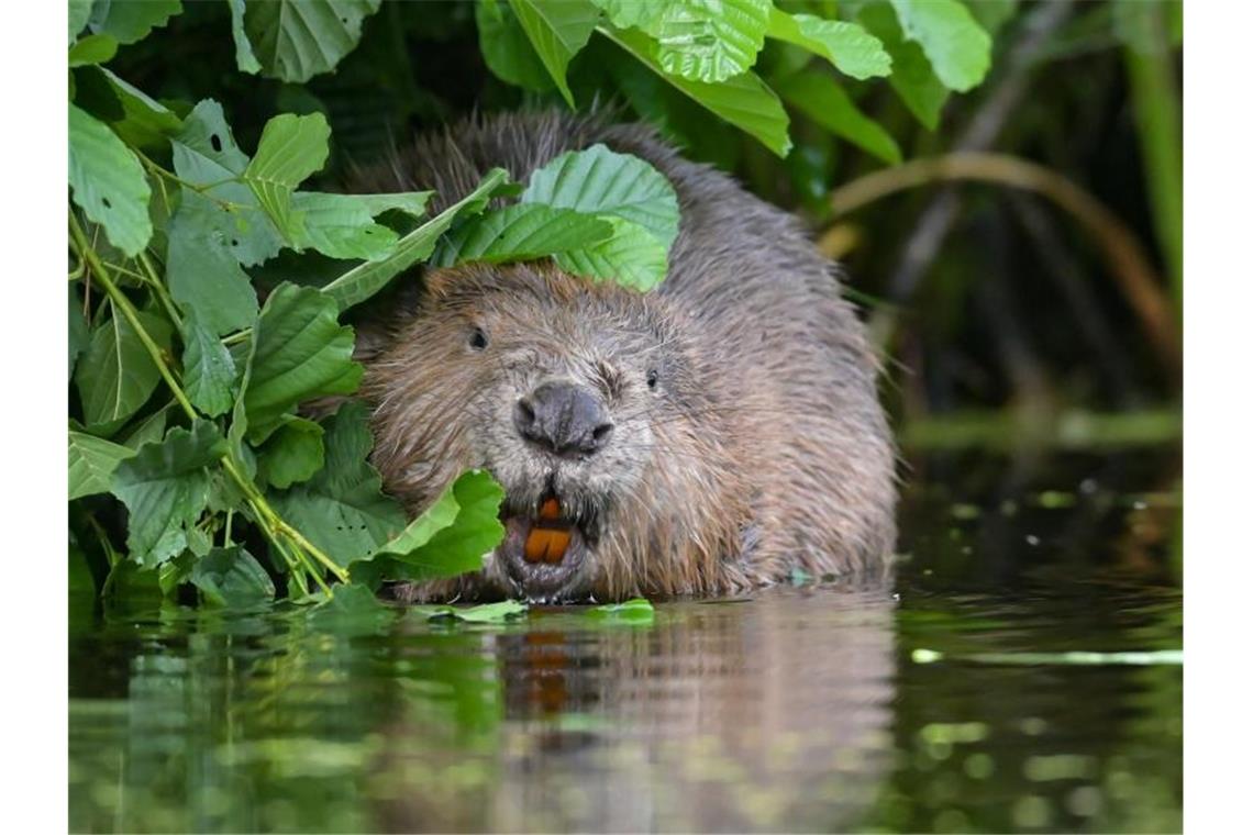 Auto von Baum beschädigt: Wohl von Biber angenagt Ein Biber sitzt im Wasser. Foto: Patrick Pleul/dpa-Zentralbild/ZB/Symbolbild