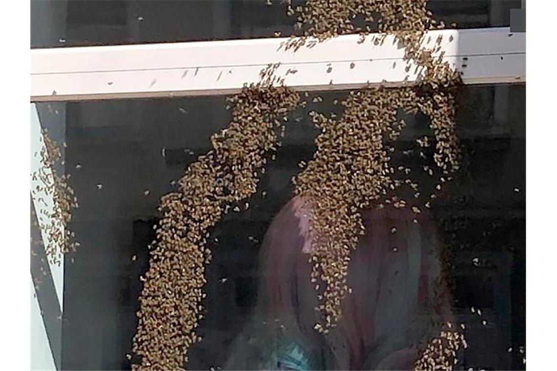 Ein Bienenschwarm hat sich auf der Fensterscheibe eines geschlossenen Friseursalons niedergelassen. Foto: Polizei/Polizeipräsidium Mannheim/dpa