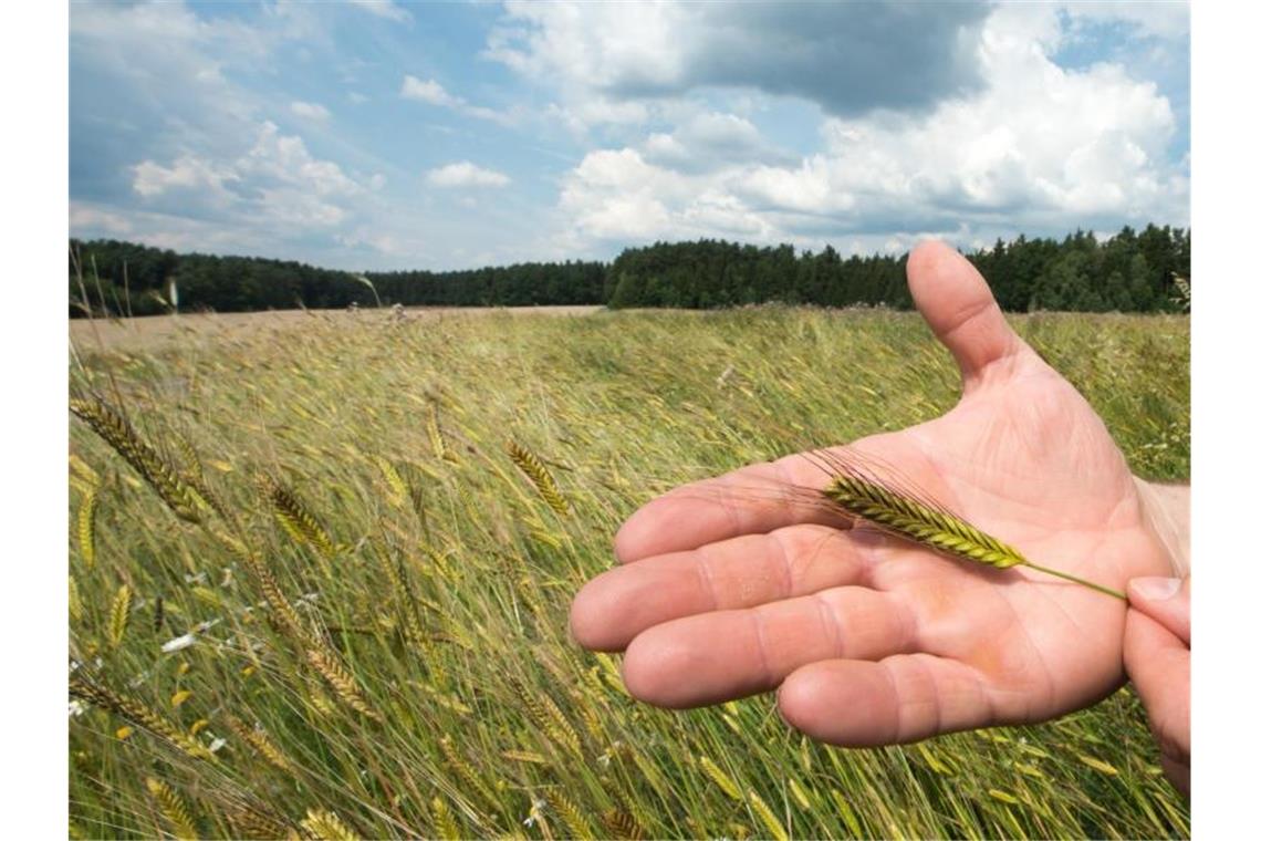 Uralt und im Trend: Forscher experimentieren mit Urgetreide Ein Bio-Bauer hält in seinem Getreidefeld mit eine Ähre der Sorte „Einkorn“. Foto: Armin Weigel/Archiv