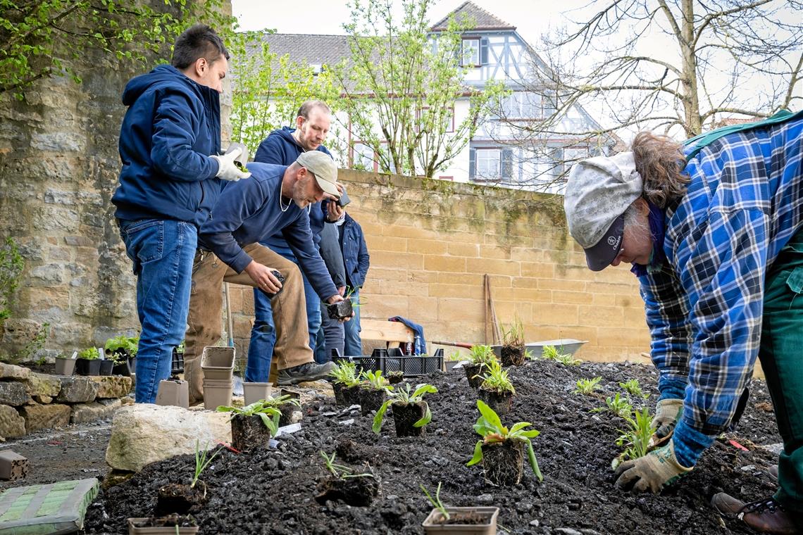 Gelände am Backnanger Stiftshof wird zum Naturgarten Ein bisher ungenutztes Gelände hinter dem Stiftshof verwandelt sich in ein Paradies für Insekten. Foto: Alexander Becher