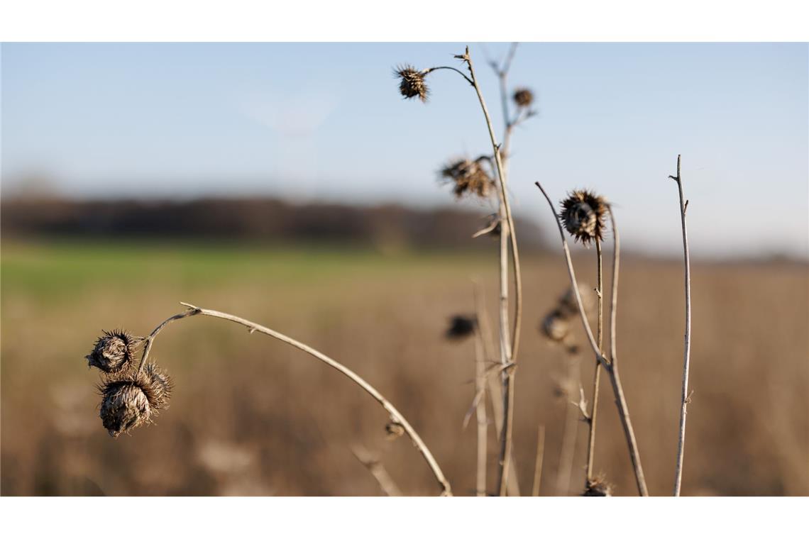Ein Blühstreifen am Rande eines Feldes. Er bietet Rebhühnern Brutplätze, Nahrung und Schutz vor Fressfeinden.