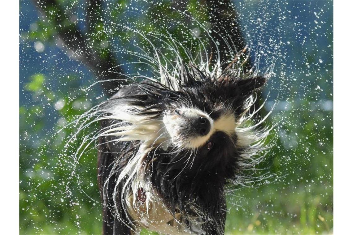 Temperaturen von bis zu 39 Grad - Deutschland vor Hitzetagen Ein Border Collie schüttelt nach einem Sprung ins kalte Nass das Wasser aus seinem Fell. Foto: Patrick Pleul