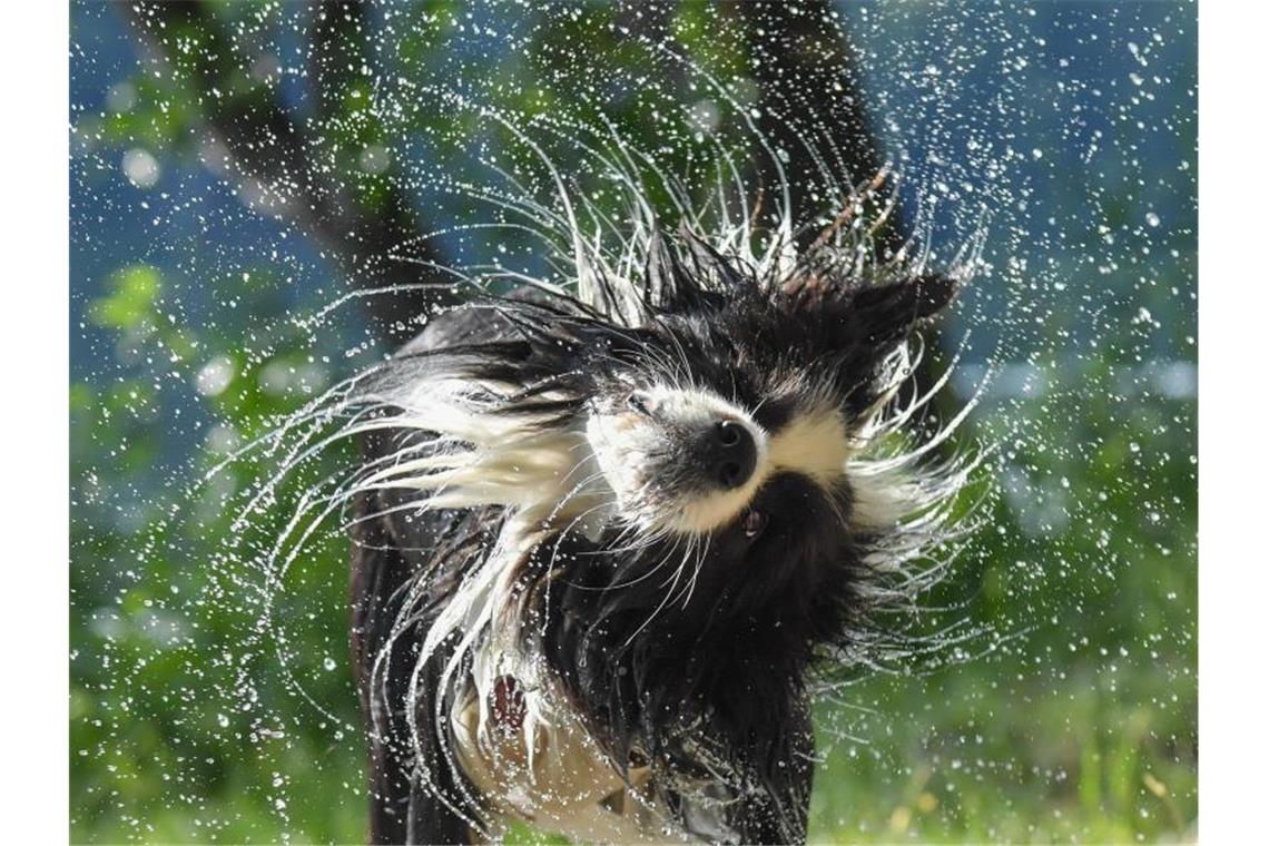 Ein Border Collie schüttelt nach einem Sprung ins kalte Nass das Wasser aus seinem Fell. Foto: Patrick Pleul