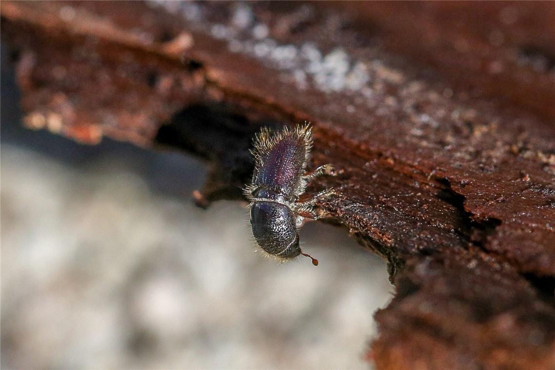 Borkenkäfer breiten sich im Wald aus Ein Borkenkäfer. Archivfoto: Edgar Layher