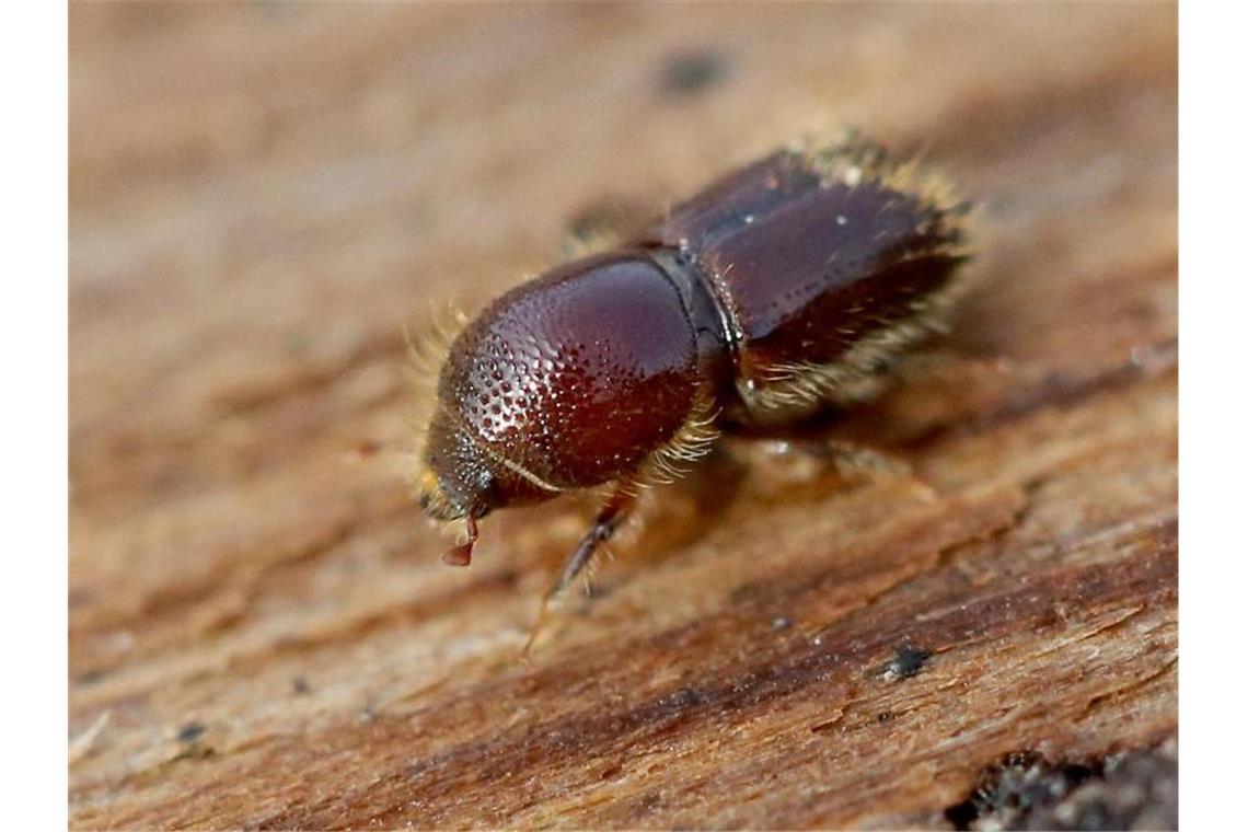 Borkenkäfer vermehrt sich auch auf mehr als 1000 Metern Höhe Ein Borkenkäfer krabbelt über die Unterseite einer Fichtenrinde. Foto: Roland Weihrauch/Archiv
