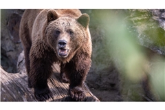Ein Braunbär hat offenbar zwei Menschen in Russland getötet (Symbolfoto).