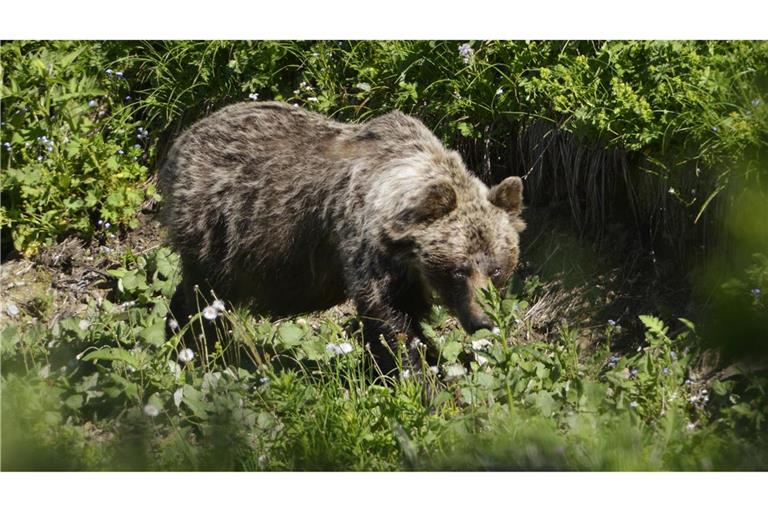 Ein Braunbär ist im Tal Zadné Meďodoly in Tatranská Javorina unterwegs. (Archivbild)