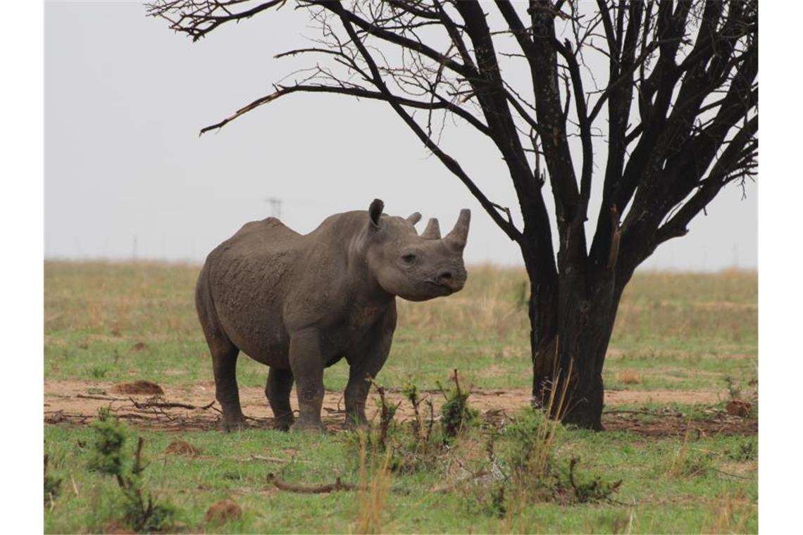 Ein Breitmaulnashorn auf dem Gebiet einer privaten Nashornaufzucht in Südafrikas Nordwest-Provinz. Foto: Jürgen Bätz/dpa