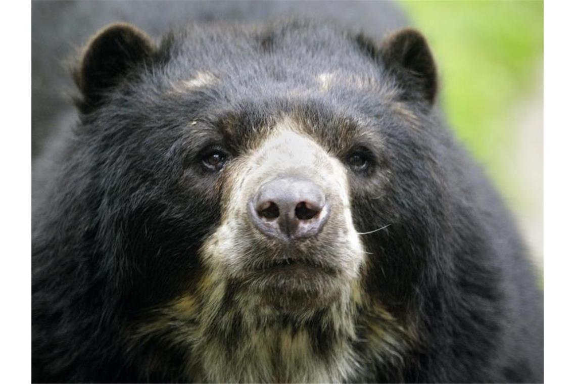 Brillenbär Ambrose in der Wilhelma gestorben Ein Brillenbär blickt in die Kamera. Foto: Roland Weihrauch/dpa/Symbolbild