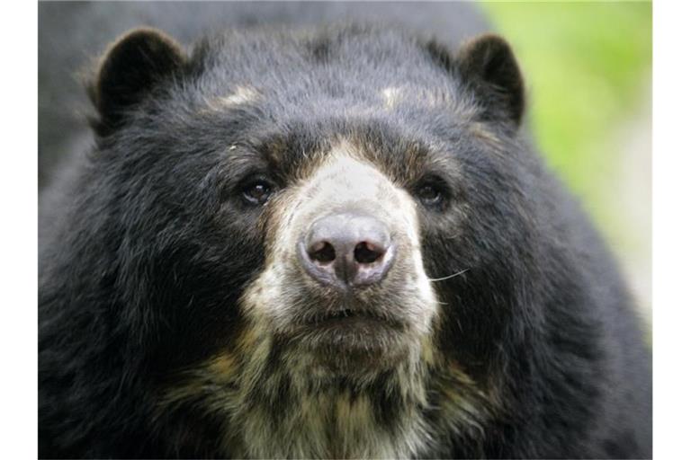 Ein Brillenbär blickt in die Kamera. Foto: Roland Weihrauch/dpa/Symbolbild