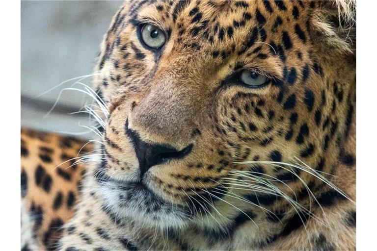 Ein China-Leoparden-Männchen in einem Zoo. Foto: Jens Büttner/dpa-Zentralbild/ZB
