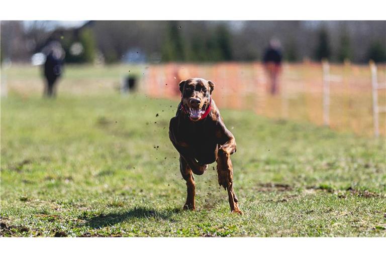Ein Dobermann riss das Mädchen zu Boden (Symbolbild).