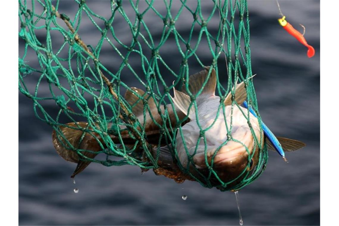 Weniger Dorsch und Hering: Vorschlag für Ostsee-Fangquoten