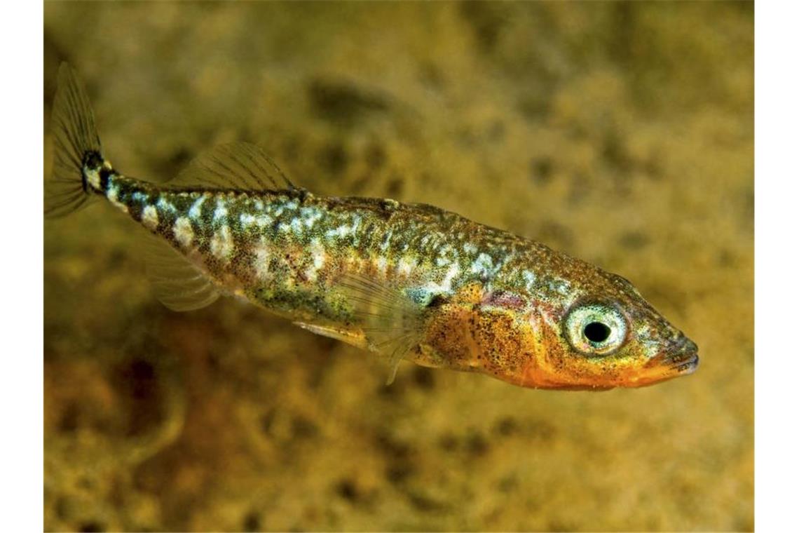 Forscher besorgt: Stichling frisst Eier von Blaufelchen