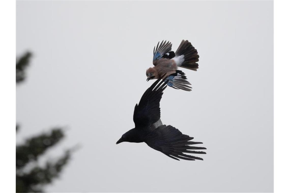 Tierschützer legen Beschwerde wegen Krähen-Forschung ein Ein Eichelhäher attackiert eine Krähe, nachdem diese dem Eichelhäher-Nest zu nahe gekommen ist. Foto: Sebastian Gollnow/dpa