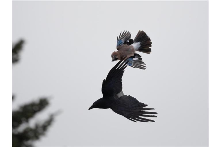 Ein Eichelhäher attackiert eine Krähe, nachdem diese dem Eichelhäher-Nest zu nahe gekommen ist. Foto: Sebastian Gollnow/dpa