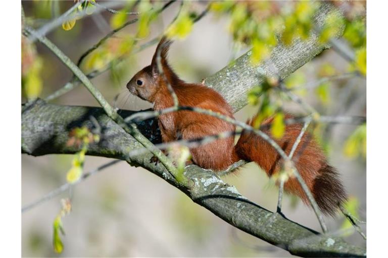 Ein Eichhörnchen. Foto: Lisa Ducret/Archivbild