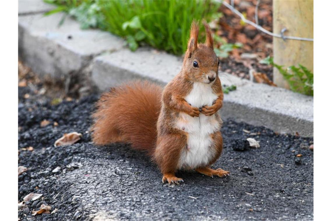 Ein Eichhörnchen sitzt auf einem Gehweg. Foto: Felix Kästle/dpa/Archivbild