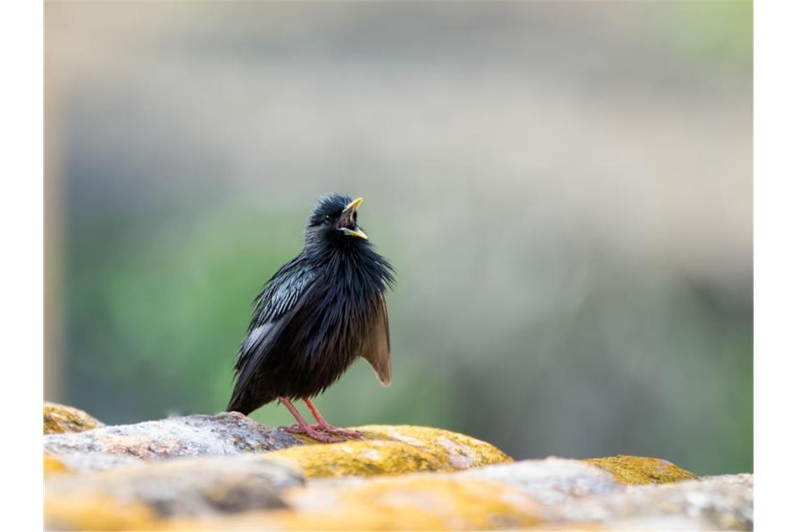 Ein Einfarbstar (Sturnus unicolor) auf einem Dach. In Europa gibt es fast 600 verschiedene Brutvogelarten - die Mehrheit davon sind heimische Arten. Foto: Xavier Riera/CREAF/dpa