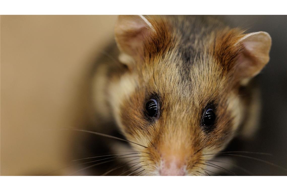 Ein einjähriger Feldhamster schaut sich in seiner Großbox im NRW-Artenschutzzentrum um.