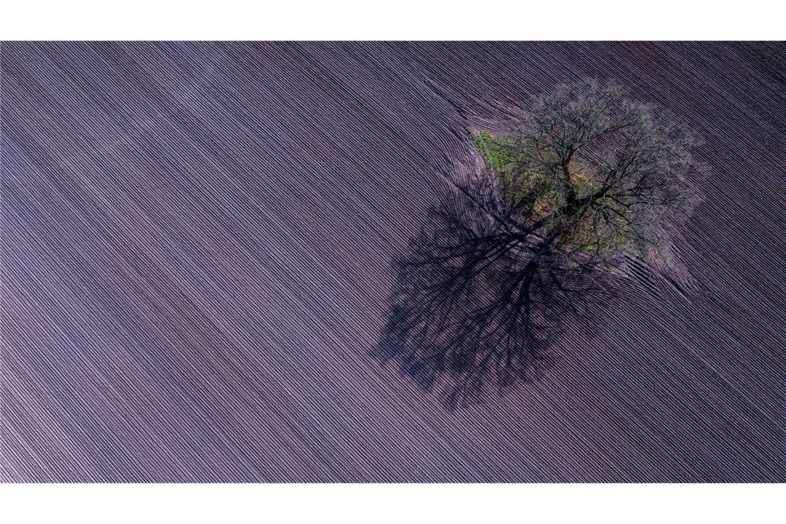 Bilder des Tages Ein einzelner Baum steht auf einem bereits bestellten Acker in Leussow.