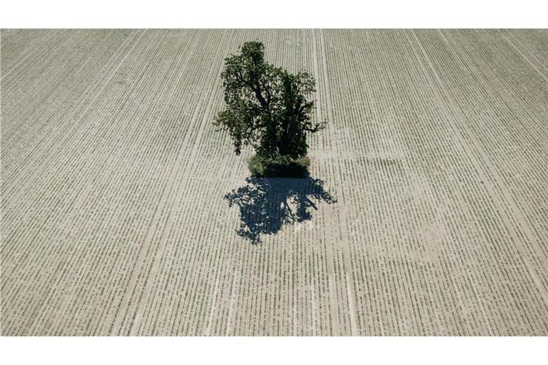 Ein einzelner Baum steht auf einer ausgetrockneten Ackerfläche in der Wetterau.
