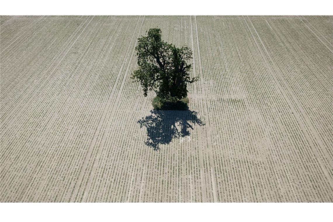 Deutschland – Dürreland Ein einzelner Baum steht inmitten eines trockenen Ackers in der Wetterau beim hessischen Nieder-Erlenbah.