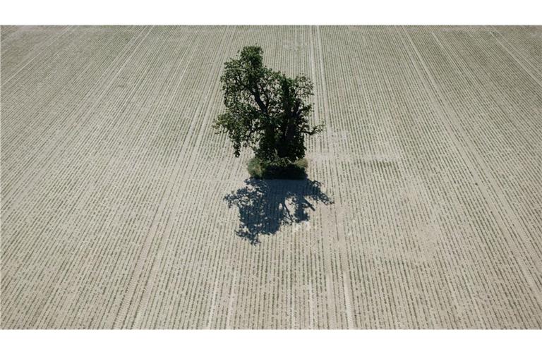Ein einzelner Baum steht inmitten eines trockenen Ackers in der Wetterau beim hessischen Nieder-Erlenbah.