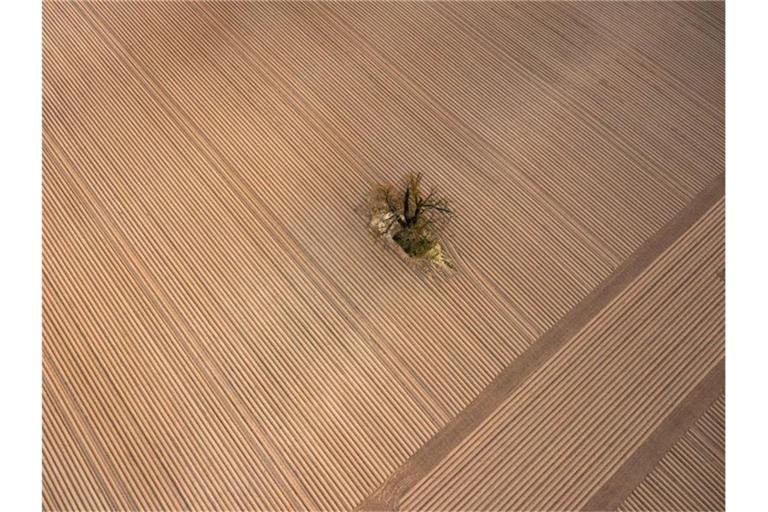 Ein einziger Baum steht inmitten eines frisch angelegten, riesigen Kartoffelackers am Rande der Wetterau in Hessen. Foto: Boris Roessler/dpa