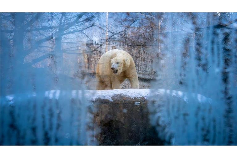 Ein Eisbär läuft bei winterlichen Temperaturen durch sein Gehege im Tierpark Hellabrunn in München.