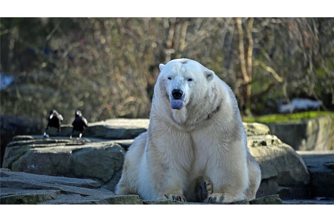 Ein Eisbär sitzt auf einem Felsen. Zum Jahreswechsel hat das Zoo-Team in Hannover den Tierbestand gezählt, gemessen und gewogen.