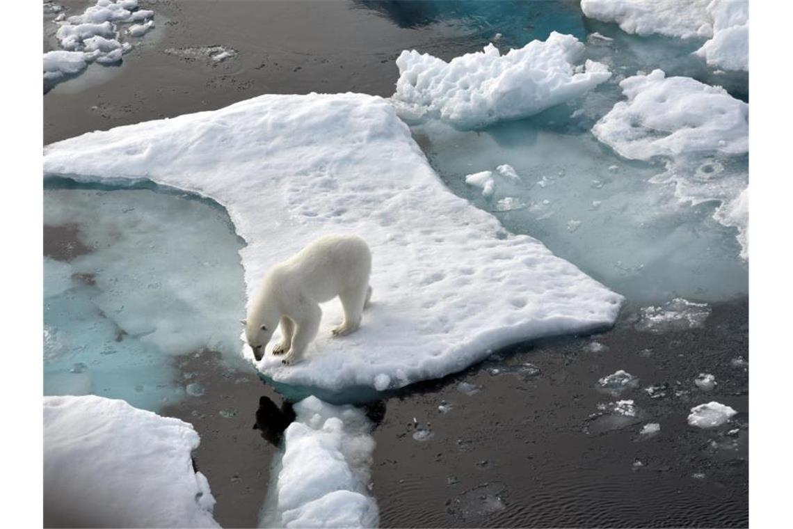 Ein Eisbär steht im Nordpolarmeer auf eine Eisscholle. Foto: Ulf Mauder/dpa