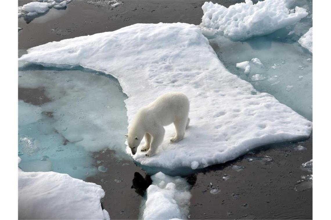 Ein Eisbär steht im Nordpolarmeer auf einer Eisscholle. Foto: Ulf Mauder/dpa/Archivbild