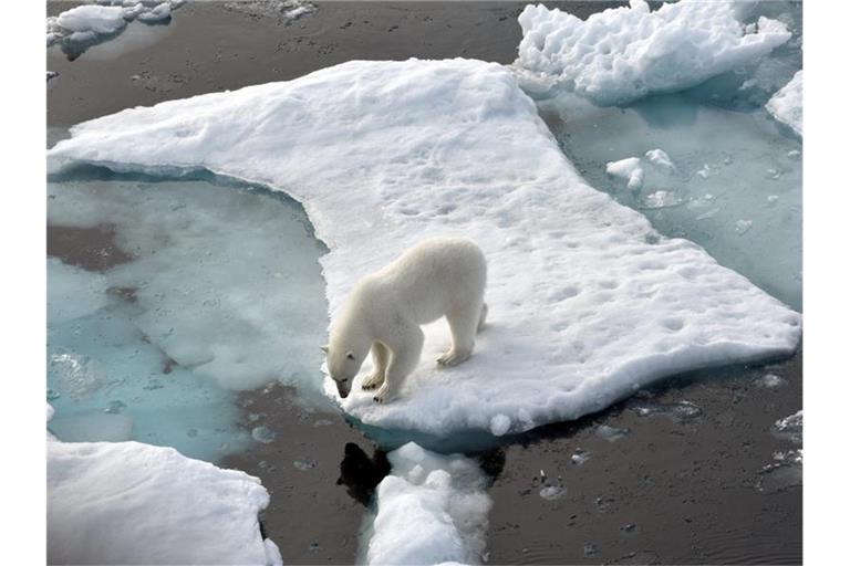 Ein Eisbär steht im Nordpolarmeer auf einer Eisscholle. Foto: Ulf Mauder/dpa/Archivbild