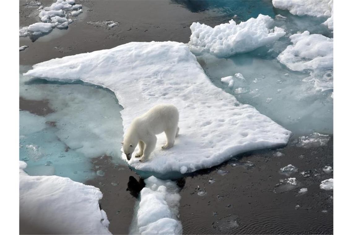 Ein Eisbär steht im Nordpolarmeer auf einer Eisscholle. Die von Meereis bedeckte Fläche in der Arktis wird immer kleiner. Foto: Ulf Mauder