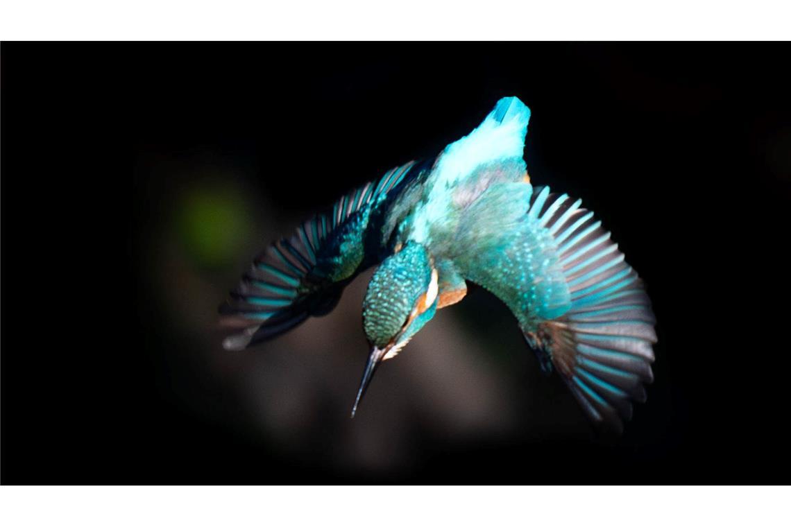 Ein Eisvogel fliegt von einem Ast im Osten Londons.