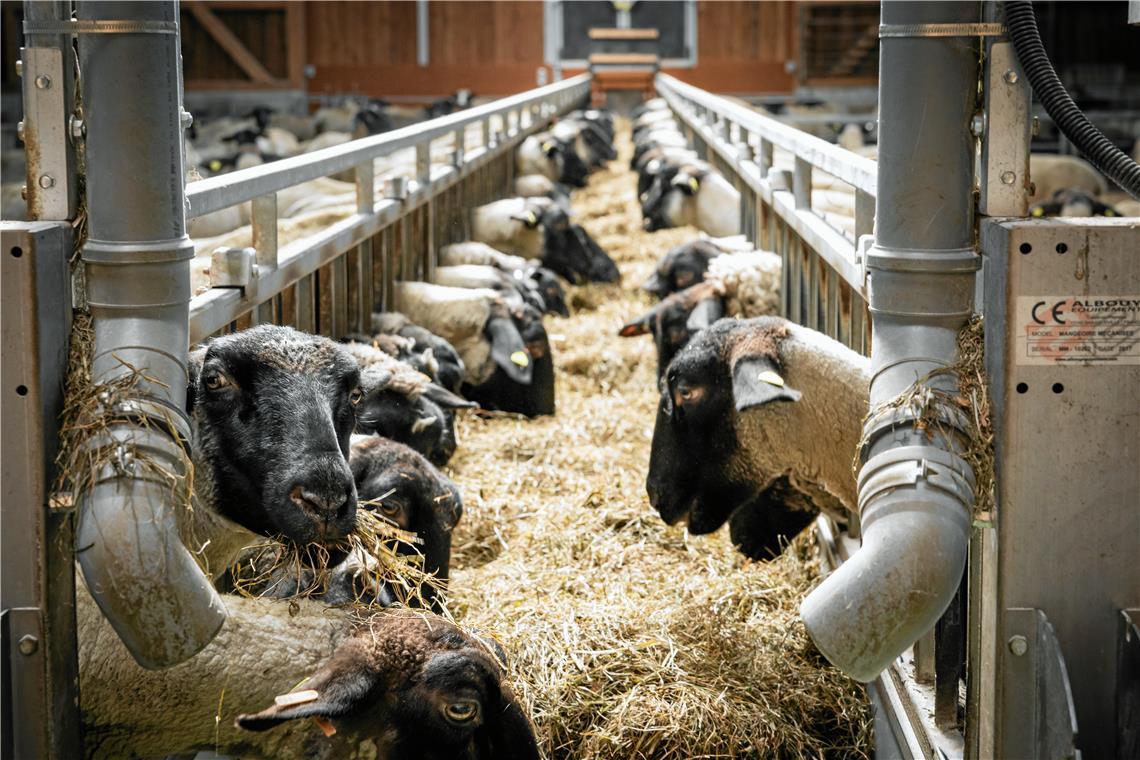 Das Lamm, ein beliebtes Tier zu Ostern Ein elektrisches Futterband bugsiert das Futter quer durch den modernen Stall.