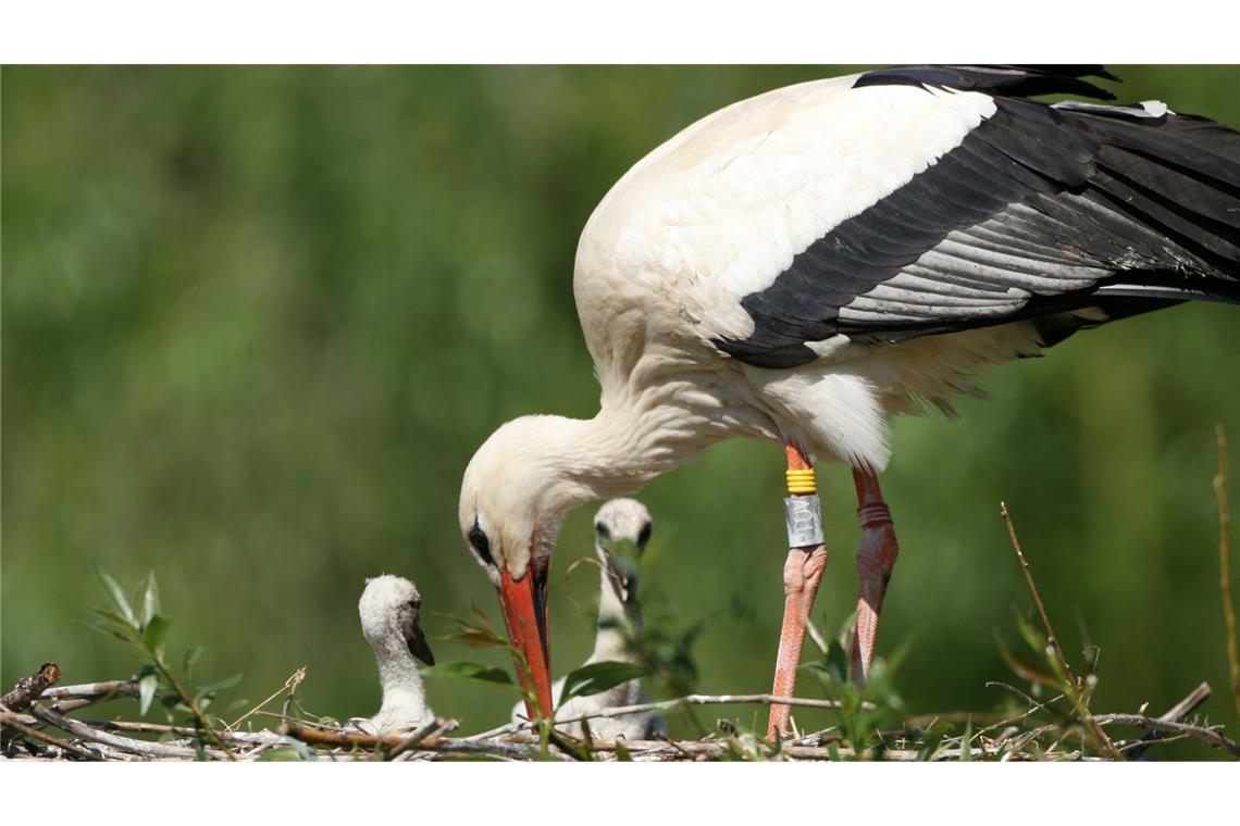 Ein Eltern-Storch füttert seinen Nachwuchs.