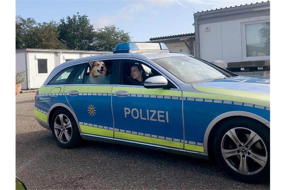 Ein entlaufener Hund, der von der Poilzei eingefangen wurde, sitzt auf der Rückbank eines Polizeifahrzeugs. Foto: Polizeipräsidium Mannheim