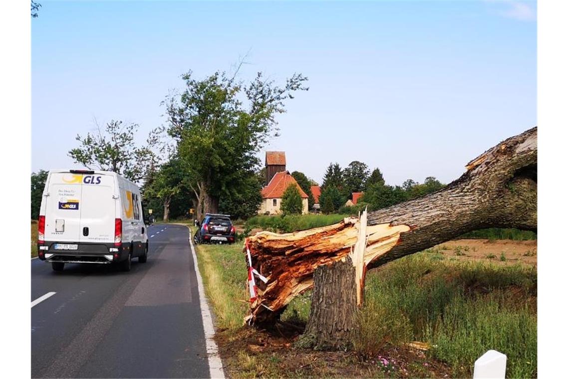 Ein entwurzelter Baum blockiert eine Landstraße in Brandenburg. Foto: Julian Stähle