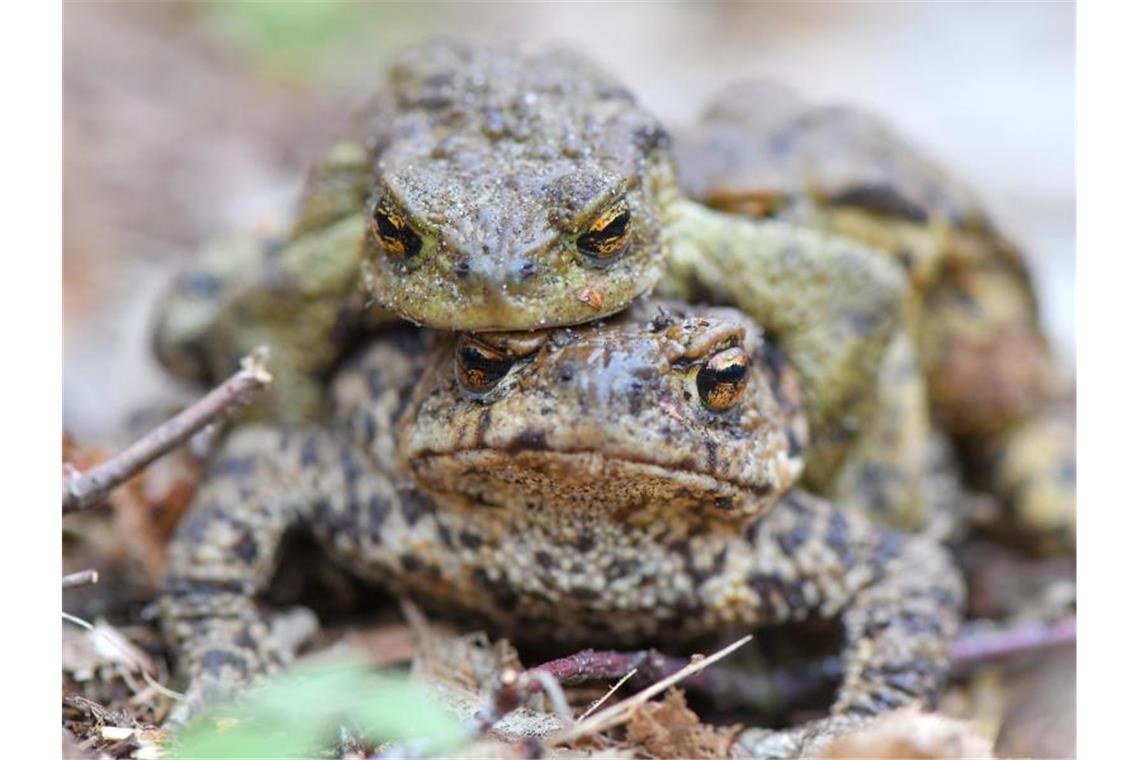 Krötenwanderung: Hilft die Corona-Krise den Amphibien? Ein Erdkrötenpaar krabbelt über den Boden am Rand eines kleinen Tümpels. Foto: Patrick Pleul/dpa-Zentralbild/dpa/Archivbild