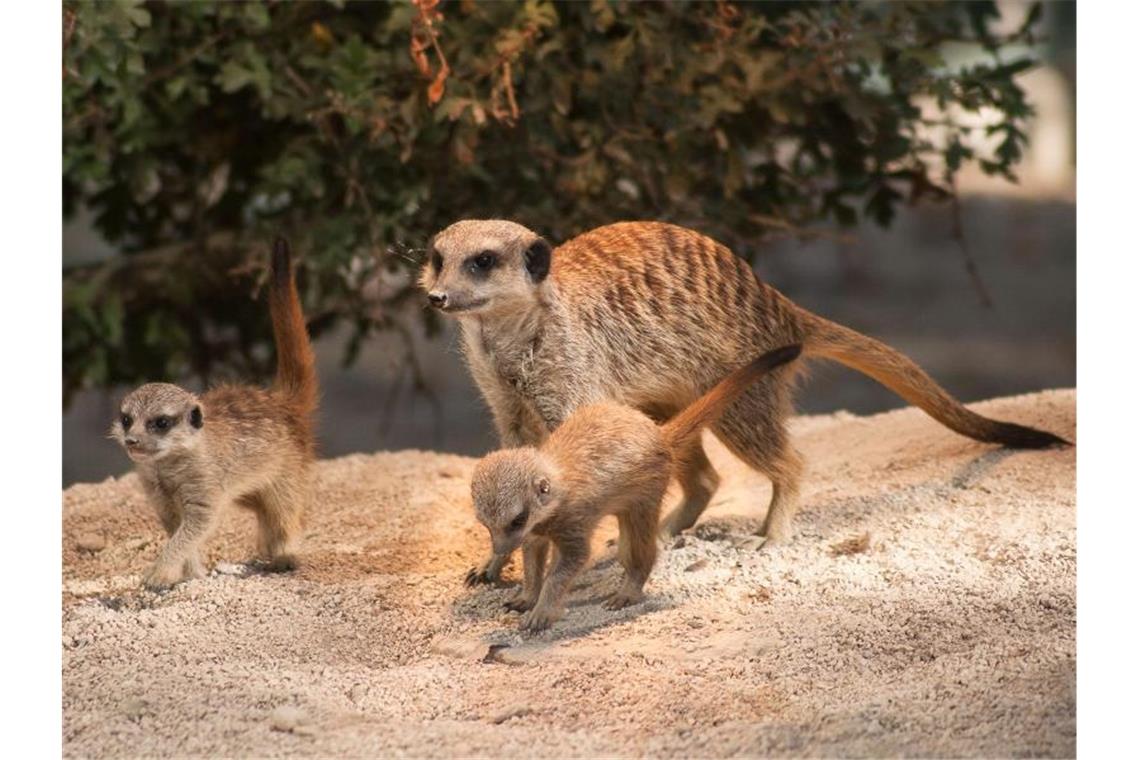 Ein Erdmännchen mit seinem Nachwuchs in der Stuttgarter Wilhelma. Foto: Inga Dauter/Wilhelma Stuttgart /dpa