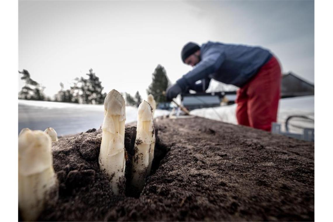 Ein Erntehelfer beim Stechen von Spargelstangen. Foto: Peter Steffen/dpa