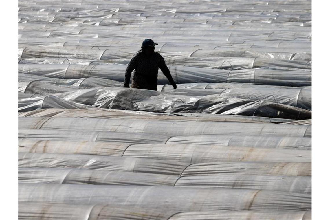 Landwirtschaft baut auf Saisonkräfte Ein Erntehelfer deckt nach einem Erntedurchgang den Spargel mit Plastikfolie ab. Foto: Christian Charisius/dpa