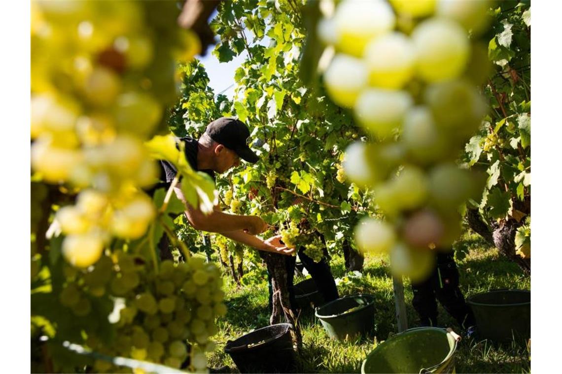 Kleinste Weinernte in Württemberg seit 30 Jahren Ein Erntehelfer erntet reife Trauben von einer Weinrebe. Foto: Tom Weller/dpa/Archivbild