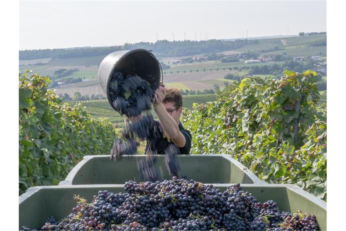 Rheinhessen und Pfalz ernten die Hälfte des deutschen Weins Ein Erntehelfer im Weingut Braunewell im rheinhessischen Essenheim schüttet einen Eimer mit Spätburgundertrauben in eine Lesebox. Foto: Peter Zschunke/dpa