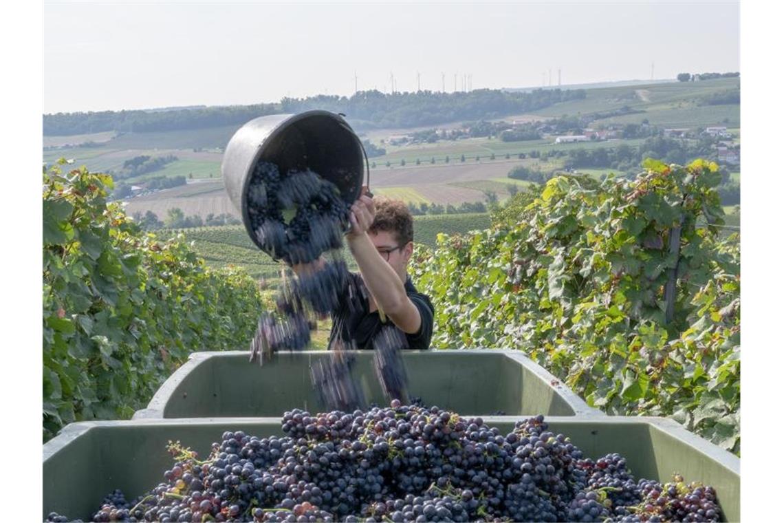 Ein Erntehelfer im Weingut Braunewell im rheinhessischen Essenheim schüttet einen Eimer mit Spätburgundertrauben in eine Lesebox. Foto: Peter Zschunke/dpa