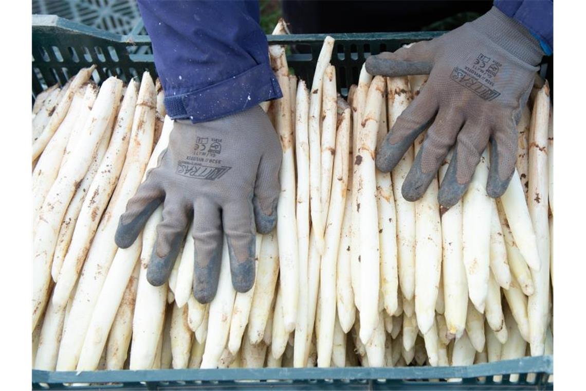 Ein Erntehelfer legt auf einem Spargelfeld frisch gestochenen Spargel in eine Kiste. Foto: Timm Schamberger/dpa/Symbolbild