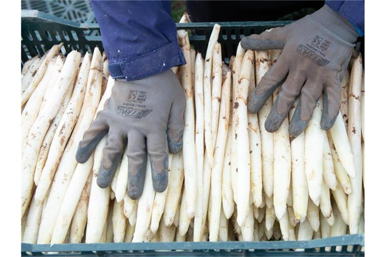 Ein Erntehelfer legt auf einem Spargelfeld frisch gestochenen Spargel in eine Kiste. Foto: Timm Schamberger/dpa/Symbolbild