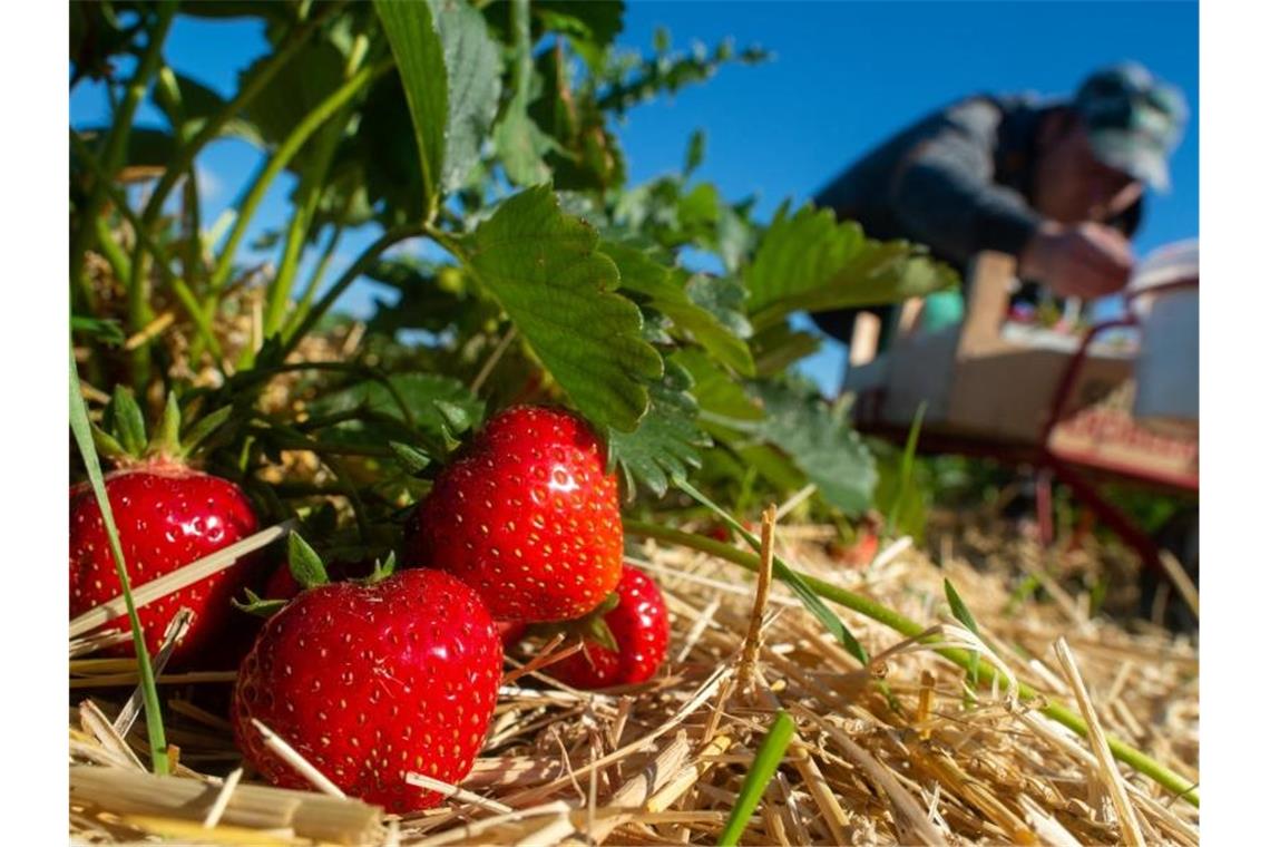 Ein Erntehelfer pflückt auf einem Feld frische Erdbeeren. Foto: Klaus-Dietmar Gabbert/Archivbild